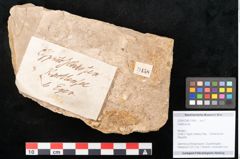 Foto (Objekt + Etikett) von Carpinus sp. (NHMW-GEO-2024-0188-11458)